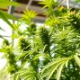 Cannabis legal espagne: Cultivating cannabis plants in a bright greenhouse with detailed leaves.